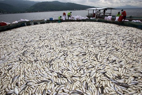 Stovky tun uhynulch ryb plavou na hladin jezera Taal. 