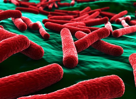 Bakterie E.coli pod mikroskopem (ilustraní foto).