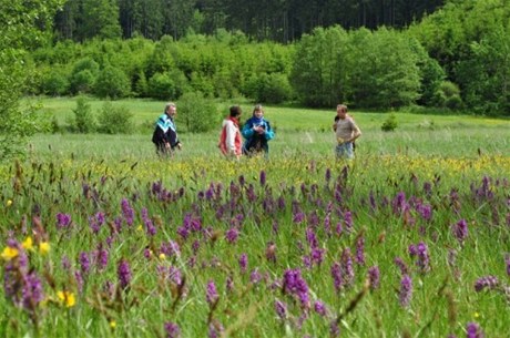 Na louce u Hrutova na Jihlavsku rozkvtaj tisce orchidej.