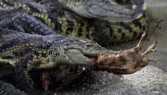 Krokodýl nilský na farm ve Velkém Karlov práv ulovil obd.