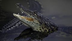 Steaky z českých krokodýlů budou brzy k mání, stát povolil jejich porážku