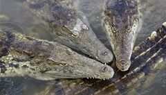 N�kte�í z krokodýl� skon�í z�ejm� na talí�ích labu�ník�.