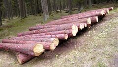 Lesníci na Šumavě odstranili otrávené lapáky