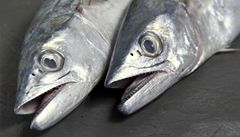 Tuka i lososa lze pr nahradit makrelou