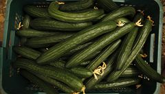 Pěstitelé pláčou, Češi přestali kupovat okurky