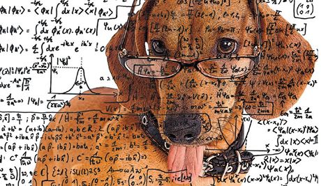 Psi jsou ve vztahu ke kvantové fyzice v lepí pozici ne vtina lidí, pistupují toti ke svtu s meními pedsudky.