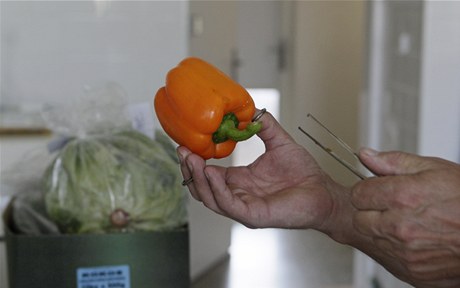 Testy zeleniny v eskch laboratoch pro vskyt bakterie E.coli 
