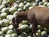 Koza si pochutnává na melounech, které se zemdlcm nepodailo prodat.
