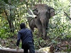 Klid nemají indití sloni ani v národních parcích, protoe lidé nerespektují pravidla.