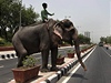 Sloni jsou v Indii vyuíváni jako hospodáská zvíata i jako dopravní prostedky