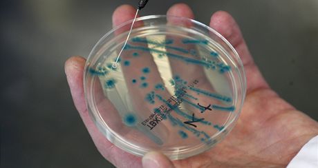 Bakterie (ilustraní foto)