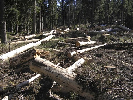 Vedení umavského parku se chystá kácet stromy napadené krovcem v nejpísnji chránném území pírody na Smrin.