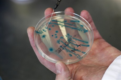 Bakterie (ilustrační foto)