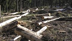 Vedení umavského parku se chystá kácet stromy napadené krovcem v nejpísnji chránném území pírody na Smrin.