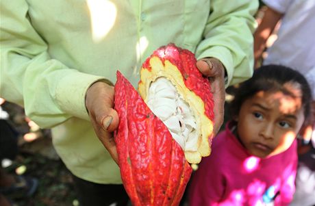 Pohled do útrob plodu kakaovníku.