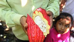 Pohled do útrob plodu kakaovníku.