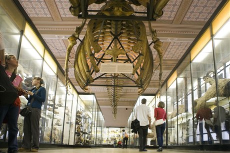 Jedním z oblíbených exponát Národního muzea je kostra plejtváka.