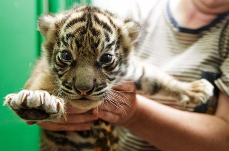 Chovatelé praské zoo poprvé zváili a prohlédli mláata tygr sumaterských, která se narodila 25. ervna.
