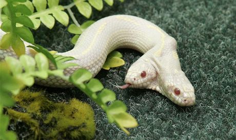 Dvojhlavý had-albín.