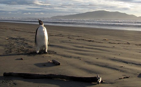 Tučňák (ilustrační foto)