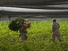 Vojáci likvidují plantáe marihuany