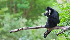 Gibbon