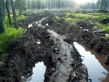 Hnutí Duha upozorňuje také na škody, které na Šumavě způsobují těžaři s těžkými stroji. Na Modravské hoře po nich podle ochránců zůstaly až metr hluboké vyježděné koleje a rozrytá lesní půda. 