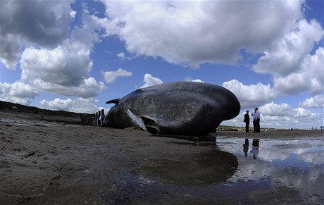 Uvízlá velryba