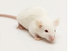 Laboratorní myš (ilustrační foto)