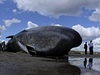 Na pobeí Skotska nejsou uvízlé velryby výjimenou podívanou (ilustraní foto).