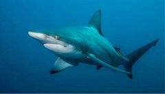 Žralok černocípý žije v tropických mořích | na serveru Lidovky.cz | aktuální zprávy