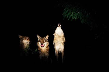 Vlci v noci v prask zoo