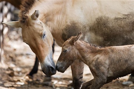 Po čtyřech letech se 2. srpna dopoledne narodilo v pražské zoo hříbě koně Převalského