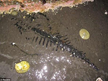 Amerití vdci objevili na Aljace zkamenlinu vzácného prehistorického moského plaza