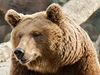 Medvd hndý (ilustraní foto)