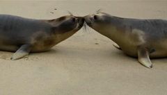 Vypou�t�ní dvou mlá�at rypou�e severního zp�t do mo�e