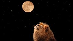 Tajemství Měsíce: lvi jsou po úplňku hladoví
