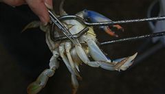 Krab říční: v Evropě škůdce, v Číně delikatesa