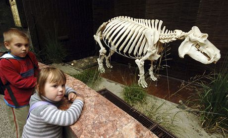 Model kostry hroice Rózy vystavují v ostravské zoo