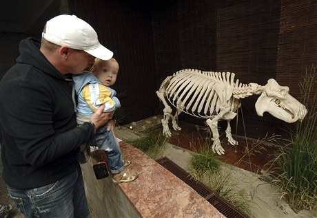 Model kostry hroice Rzy vystavuj v ostravsk zoo
