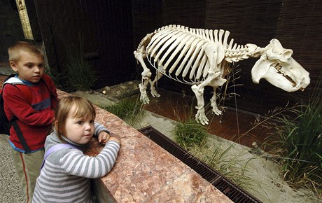Model kostry hrošice Rózy vystavují v ostravské zoo