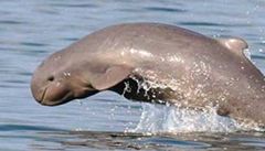 Vzácní delfíni - orcely tuponosé (Orcaella brevirostris) v řece Mekong | na serveru Lidovky.cz | aktuální zprávy