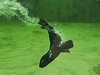 Návtvníci praské zoologické zahrady mohou kadý den dopoledne vidt ve venkovním bazénu sameka lachtana jihoafrického, který se narodil v polovin kvtna. 