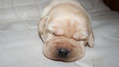 Fenka labradora dostala jméno Jackie