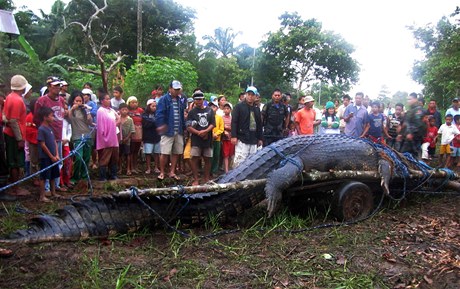 Obrovského krokodýla moského chytili na Filipínách.