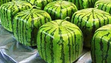 Hranat melouny si oblbili pedevm zkaznci v Japonsku. 