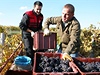 Sklizeň vína na viniční trati Růžená nad Bzencem - ilustrační foto
