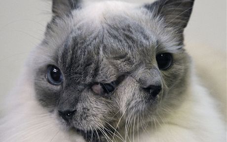 V USA žije dvouhlavá kočka, je jí 12 let | Zajímavosti | Lidovky.cz