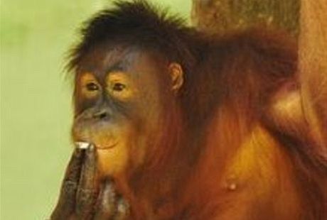 Klasický obrázek ze zoo v indonéském Solo: ptiletý samec orangutana Tori kouí cigaretu