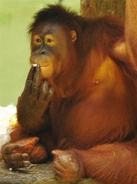 Klasický obrázek ze zoo v indonéském Solo: ptiletý samec orangutana Tori kouí cigaretu